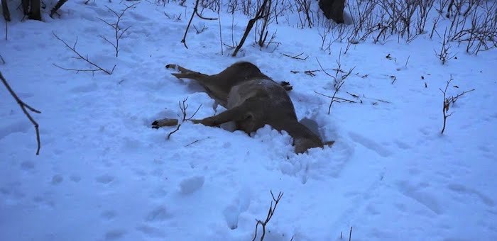 В Шебалинском районе задержали браконьеров, застреливших косулю
