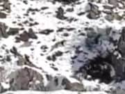 Уникальные кадры: на Алтае удалось снять сразу четырех снежных барсов Уникальные кадры: на Алтае удалось снять сразу четырех снежных барсов