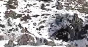 Уникальные кадры: на Алтае удалось снять сразу четырех снежных барсов