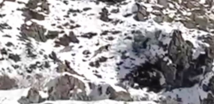 Уникальные кадры: на Алтае удалось снять сразу четырех снежных барсов