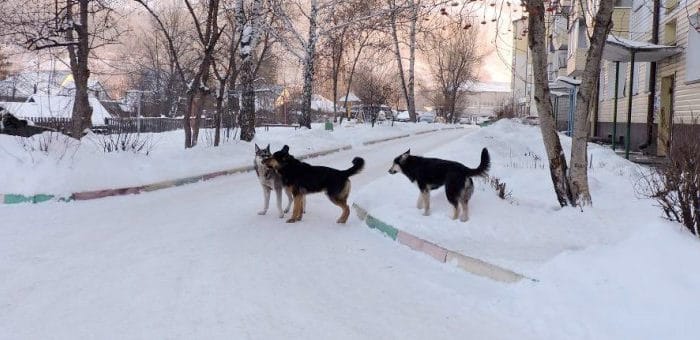 Ребенок и подросток пострадали от укусов собак за неделю