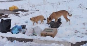 Глава СКР поручил возбудить дело о нападениях собак на людей в Республике Алтай