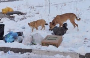 Глава СКР поручил возбудить дело о нападениях собак на людей в Республике Алтай