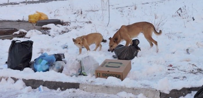Бастрыкин поручил возбудить дело в связи с нападениями собак на людей в Республике Алтай