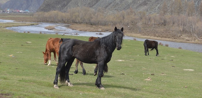 Убийца лошади в Усть-Коксинском районе возместил ущерб хозяину животного