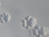 В заповеднике соседней Тувы впервые за 20 лет обнаружили следы снежных барсов