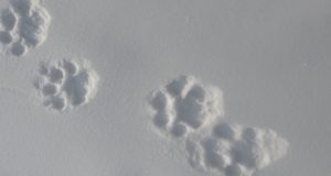 В заповеднике соседней Тувы впервые за 20 лет обнаружили следы снежных барсов