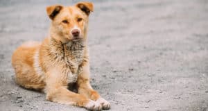В Республике Алтай усилят работу по отлову бродячих собак