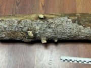 Шебалинца, забившего собутыльника поленом, будут судить