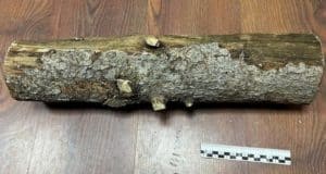 Шебалинца, убившего собутыльника поленом, будут судить Шебалинца, забившего собутыльника поленом, будут судить