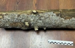 Шебалинца, забившего собутыльника поленом, будут судить