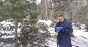 Браконьер срубил ели в Шебалинском районе: возбуждено уголовное дело