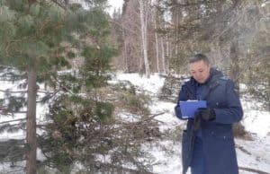 Браконьер срубил ели в Шебалинском районе: возбуждено уголовное дело