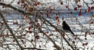 Зимующих черных дроздов заметили на Телецком озере