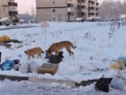 За неделю в Республике Алтай отловили почти 60 безнадзорных собак За неделю в Республике Алтай отловили почти 60 безнадзорных собак