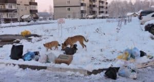 За неделю в Республике Алтай отловили почти 60 безнадзорных собак