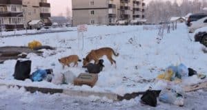 За неделю в Республике Алтай отловили почти 60 безнадзорных собак За неделю в Республике Алтай отловили почти 60 безнадзорных собак