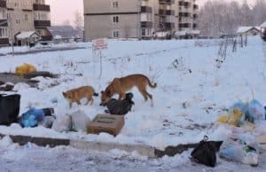 За неделю в Республике Алтай отловили почти 60 безнадзорных собак