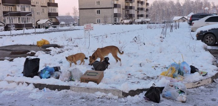 За неделю в Республике Алтай отловили почти 60 безнадзорных собак