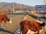 Десять ДТП с участием сельхозживотных произошло в республике с начала года Десять ДТП с участием сельхозживотных произошло в республике с начала года