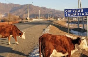 Десять ДТП с участием сельхозживотных произошло в республике с начала года