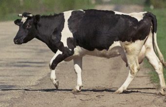 В Усть-Коксе мужчина насмерть изрубил литовкой двух коров