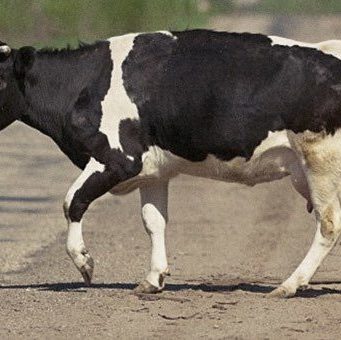 В Усть-Коксе мужчина насмерть изрубил литовкой двух коров