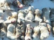 Браконьеры убили северных оленей в Алтайском заповеднике Браконьеры убили северных оленей в Алтайском заповеднике