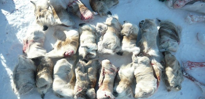 Браконьеры убили северных оленей в Алтайском заповеднике