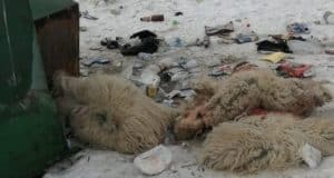 «Страшная картина»: бараньи туши и шкуры выбросили на въезде в Кош-Агач