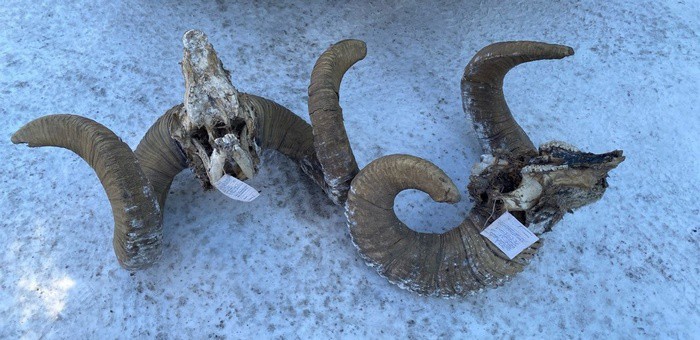В нацпарк «Сайлюгемский» переданы черепа аргали, изъятые у граждан
