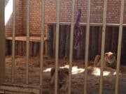 В Республике Алтай появился зоопарк В Республике Алтай появился зоопарк