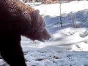 В Алтайском заповеднике начали просыпаться медведи В Алтайском заповеднике начали просыпаться медведи
