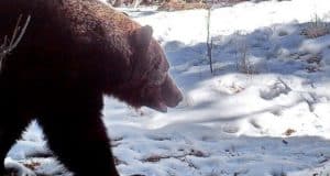 В Алтайском заповеднике начали просыпаться медведи