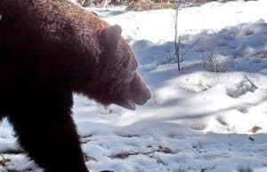 В Алтайском заповеднике начали просыпаться медведи