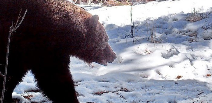 В Алтайском заповеднике начали просыпаться медведи