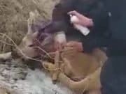 На Алтае спасли косулю, загнанную собаками На Алтае спасли косулю, загнанную собаками