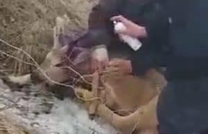На Алтае спасли косулю, загнанную собаками
