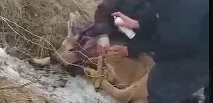 На Алтае спасли косулю, загнанную собаками