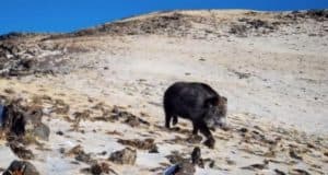 На Южно-Чуйском хребте на высоте 2,9 тыс. метров впервые встретили кабана