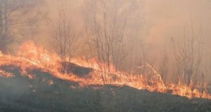 В Республике Алтай объявлено штормовое предупреждение из-за высокой пожароопасности