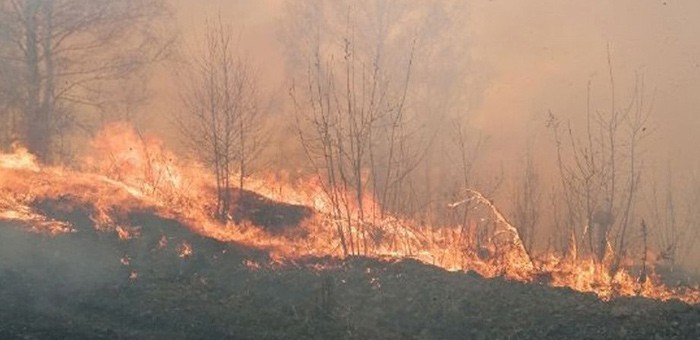 В связи с крупным лесным пожаром в Чемальском районе расследуется уголовное дело