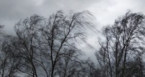 Сильный ветер ожидается в Республике Алтай