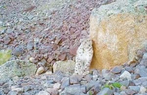 На хребте Чихачева могут создать особо охраняемую природную территорию федерального значения На хребте Чихачева могут создать особо охраняемую природную территорию федерального значения