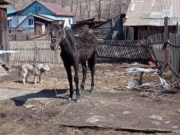 В Шебалино спасли лошадь, провалившуюся в глубокий колодец