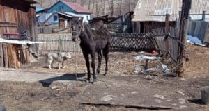 В Шебалино спасли лошадь, провалившуюся в глубокий колодец