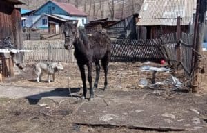 В Шебалино спасли лошадь, провалившуюся в глубокий колодец