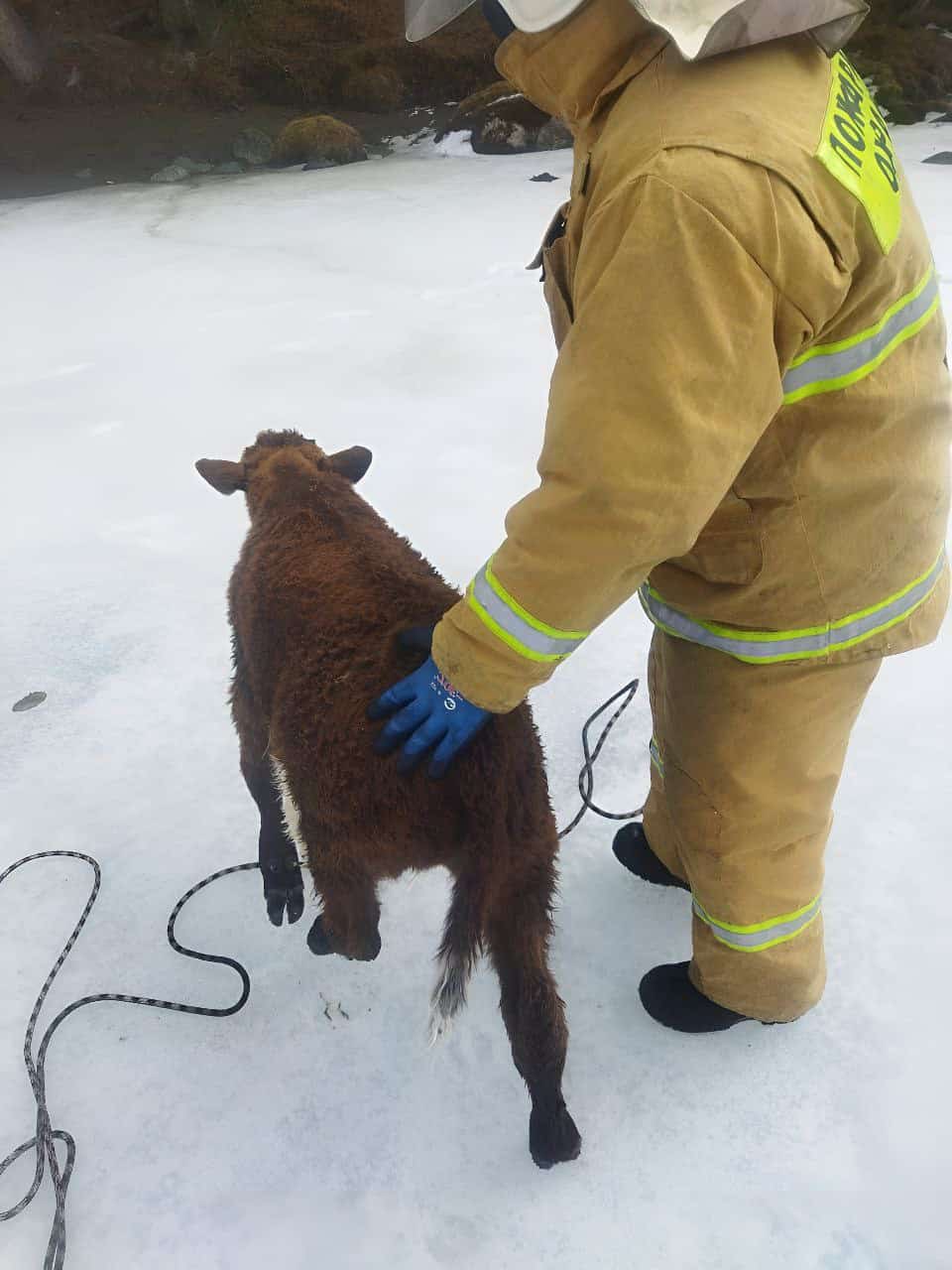 В Улагане спасли теленка, упавшего в ледяную реку 