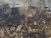 Два лесных пожара произошло на Алтае