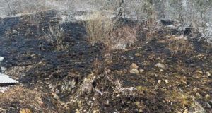 Два лесных пожара произошло на Алтае